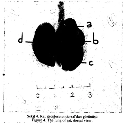 Şekil 4. Rat akciğerinin &lt;!orsal'dan görünüşü Figure 4. The lung of rat. &lt;!orsal view.