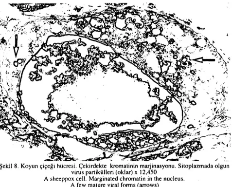 Şekil 8. Koyun çiçeği hücresi. Çekirdekte kromatinin marjinasyonu. Sitoplazmada olgun virus partikülleri (oklar) II 12,450