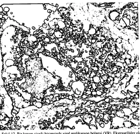 Şekil 12. Bir koyun çiçeği hücresinde viral replikasyon bölgesi (YR). Ekstrasellüler ola- ola-rak hirkaç virus partikülü de görülmekıe (oklar) x 8,885