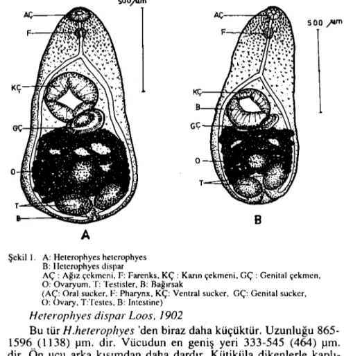 Şekil i. A: Heıerophyes heıerophyes B: lIeıerophyes dispar