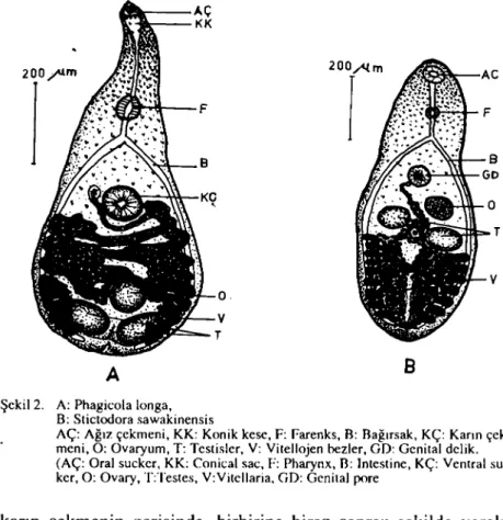 Şekil 2. A: Phagicola longa, B: Stictodora sawakinensis
