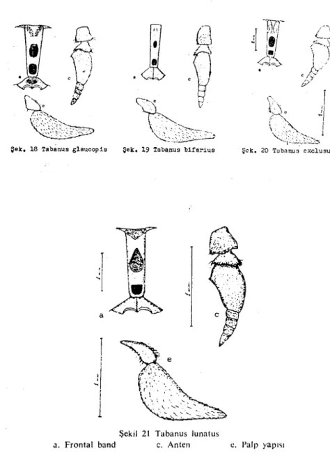 Şekil 21 Tabanus lunatus