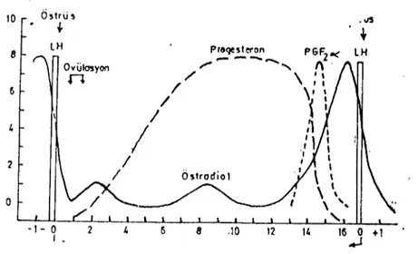 Şekil 5. Kuyunda östrus siklusu (17, 20). Figure 5. Cycle oestral chcz la brcbis (17, 20).