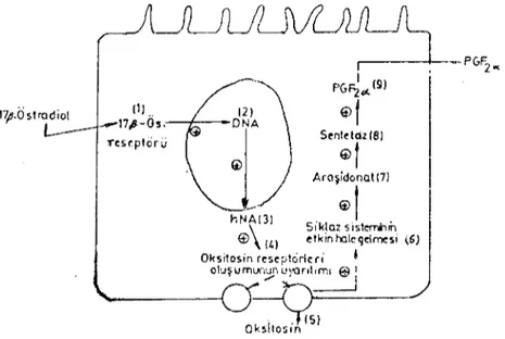 Şekil 6. Östıadiol'in PG F 2:'1. salınımına etkisi (20). Figure 6. Effet d'oestradio! sur la secreıion PGF 2(,( (20).