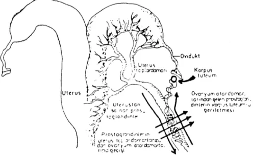 Şekil 7. Utcfusta oluşan prostaglandinl&lt;:rin korpus i uteuma &lt;:tkısi (20). Figurc 7