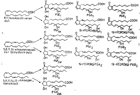 Şekil J. Prostaglandinleriıı ve öııeü maddelerİnin yapısı (7). Figure I. Coııstİtution des prostaglandincs et ses prccurseurs (7).