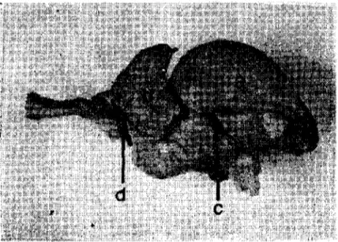 Şekil 5. Ördckde encephalon'un median kesiti. Figure 5. Median section of the encephalon of the duck