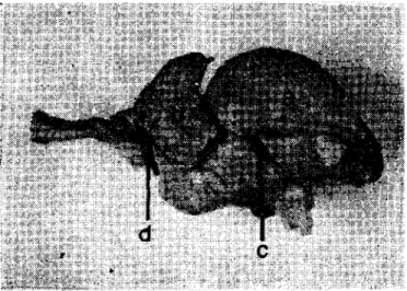 Şekil 5. Ördckde encephalon'un median kesiti. Figure 5. Median section of the encephalon of the duck