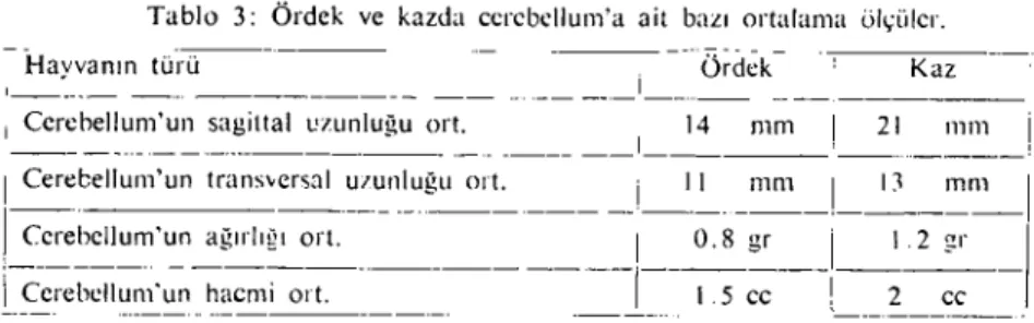Tablo 3: Ördck vc kazda ccrcbellum'a ait bazı ortalama öil;ülcr.