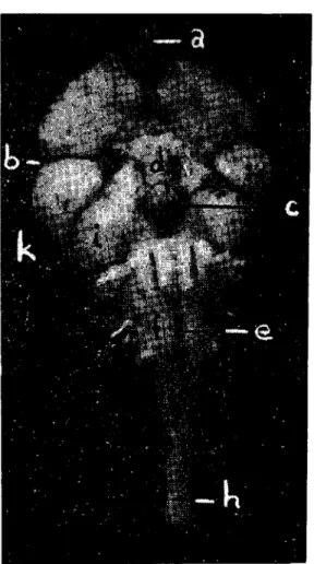 Şekil 2. Kazda encephalon'un ventral'den görünüşü. Figure 2. The ventI'a! view of the encepha!on of the goosc