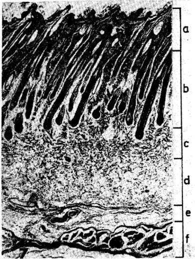 Figure 7. Skin layers. a' Stratll'n papillare and b, c - Stratunı rcıicu:an: of thc dcrmis, d - Stratum adip,;sunı &#34;nd c Stratum fihrosu:n of the hypoder:ni,