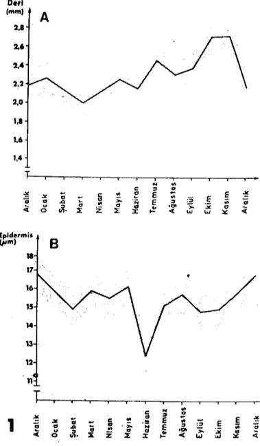 Figure J. The changes in the thickness of the skin (A) and cpidı:rrnis (B) during the months of a year.
