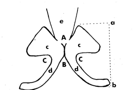 Fig. ı. Alar cartilages of donkcy (schematic); c- Lamina of alar cartilage, d- Cornu of alar cartilage, e- Dorsal lateral nasal cartilagc (Merkebin cartilago alaris'i; c- Cartilago alarİs' in lamina'sı, d- Cartilago alaris'in cornu'su, c- Cartilago nasi la