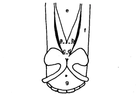 Fig. 2. Nasal cartilages of donkey, dorsal view (scbernatic); e- Nasal bone, f- Nasal proccss of incisive bone, g- Body of incisivc bone (Merkebin burun kıkırdaklarının öoı'sal'den  gö-rünüşü; c- Os nasale, f- Os incisivum'un proc