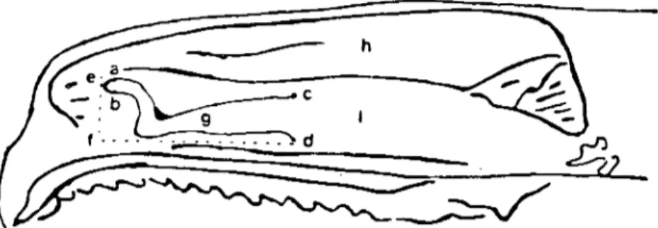 Fig. 4. Nasal cavity of donkey; sagittal section &#34;&#34;ith septum removed (schematic); g- Medi- Medi-al accessory nasal cartilage h- Oorsal concha İ- Ventral concha (Merkepte cavum nasi; septum nasi uzaklaştırılmış sagittal kesit, g- Cartilago nasalis 
