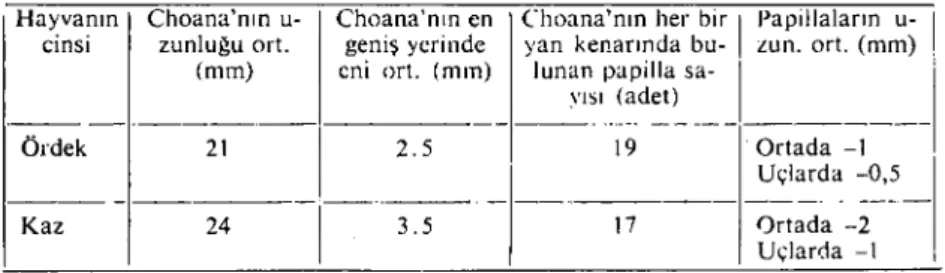 Tablo 6. Choana'ya ait bazı ölçüler