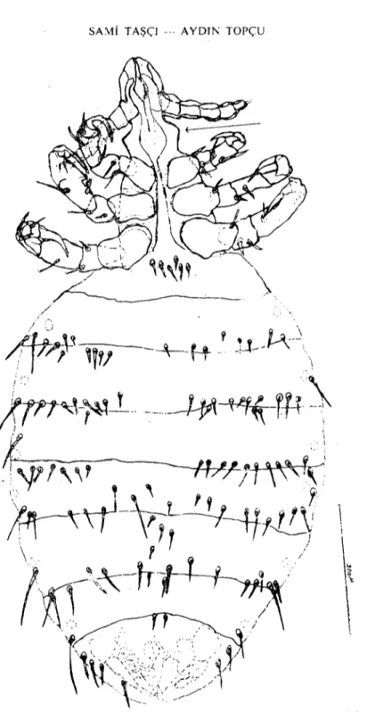 Şekil J. Linognathus africanus, dişi, Antenna gerisi lateral bölge çıkıntılıdır, (Fig