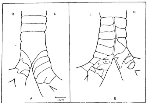 Figure 3. Schenıatic drawing of the bifurcatio tracheae of ox. Ventral vicw (A), dorsal view (B), lefı (L), right (R), cxıracartilaginoııs plaıes (e).