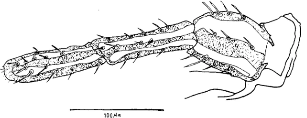 Şekil 2. Trichodectidae ailesine bağlı Lürlerde anten 3 segmentli yapısı ile karakterizedir.