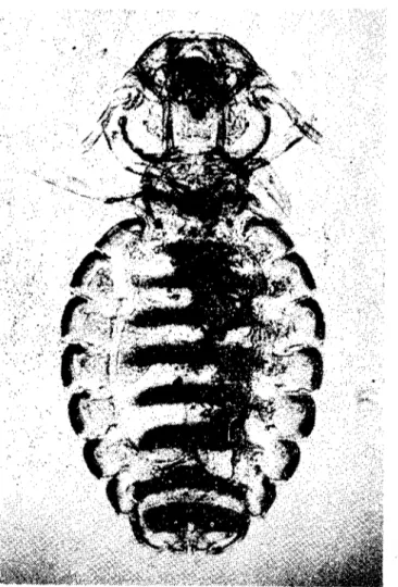 Şekil 5. Boı'imlo capral'. dişi (ORIJİNAL) x 30 (Fig. 5. Boı'imla capl'ae, Female. (ORlGINAL) x 30)