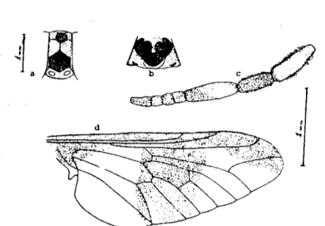 Şekil 5. Chr.ysops (Clırysops) pictus da a) Frontal band b) Yüz cL Anten d) Kanat yapısı