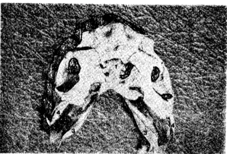 Şekil 4. Cheliognatlıopalatoschisis'li fötüste kafatası iskeletinin vcntral görünümü. Fig
