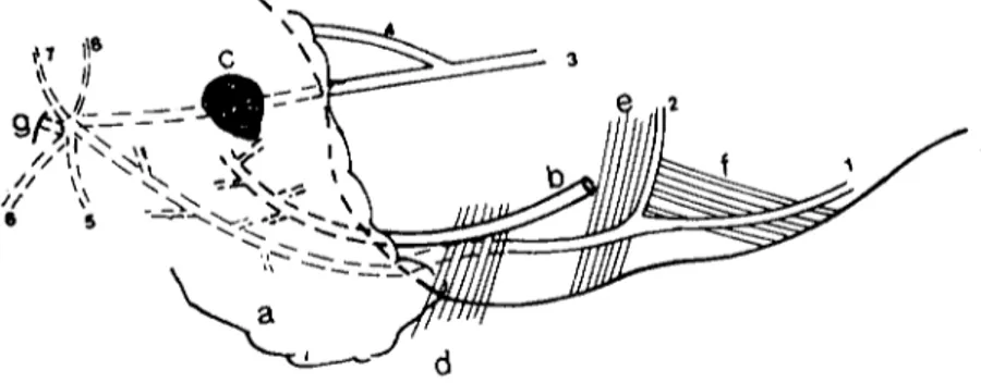 Şekil 3: Kılkeçisinde n. facİalis'in kolları. Fig. 3: The branches of the facial nerve in ordinary goaı.