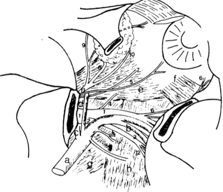 Şekil 2: Kılkeçisinde orbita'daki sinirlerin görünümü. Fig. 2: The apperanee of the orbital nerves in ordinary goal.