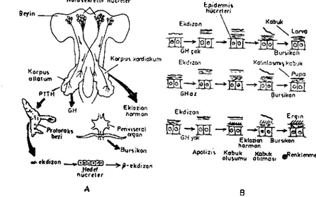 Şekil 1. Böcek endokrin sistemi (A) ve kabuktaki değişimler (B) (6). Fig. 1. Insect endocrine system (A) and cuticular changes (B) (6).
