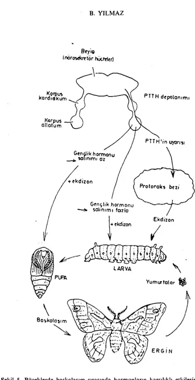 Şekil 5. Böceklerde başkalaşım sırasında hormonların karşılıklı etkileşimi (6). Fig. 5