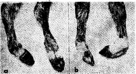 Şekil 2. a. Ön ayaklarda artrogripozis. Önden görünüş. b. Arka ayaklarc;a artrogripozis