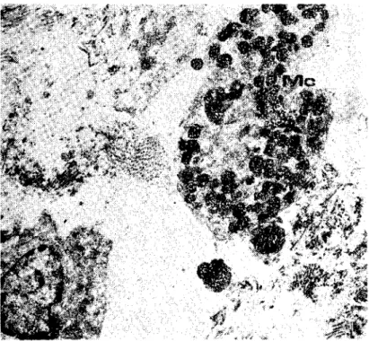 Fig. 8. Onc mo!ıthly, arrows) NU!'lcrous yoll!ıg capillarics X 252.