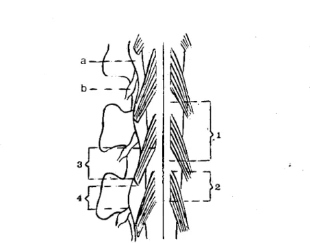 Şekil 1 Medulla spinalis segmentlerinden alman ölçümlerin şematik resmi. 1- Segment uzunlu~u 2- Kök bölgesi uzunluğu 3- Tntra dural uzunluk 4