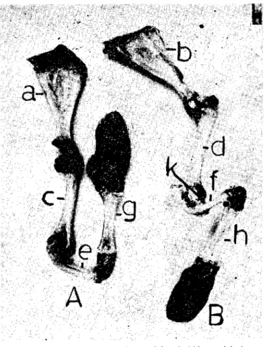 Figure 7. A) Left forelimb skelcton of female kid; cranial view. B) Right forelimb skcleton of female kid; lateral view.