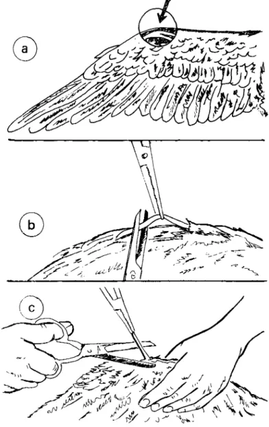 Şekil ı. Musculus exıensor pollicis brevis'in tenektomisi. Te,lectol11Y of the exte:ısor pollicis brevis tendon