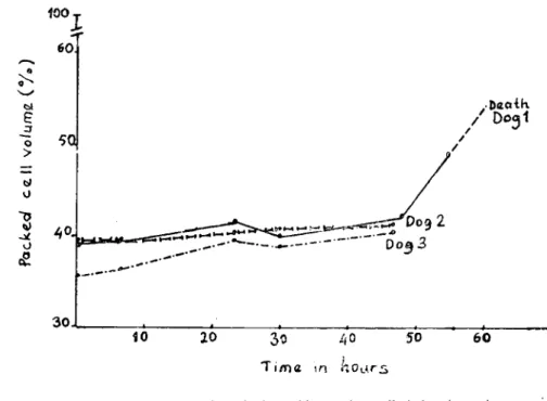 Fig. 2. Mean packct eell volıımc in dogs ",ith cxpcrimcntally indueed uremia.