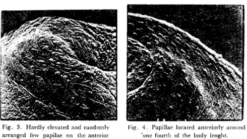 Fig. 4. Papiııae !ocated anteriorly around -one faurtlı of the body lenglıt.