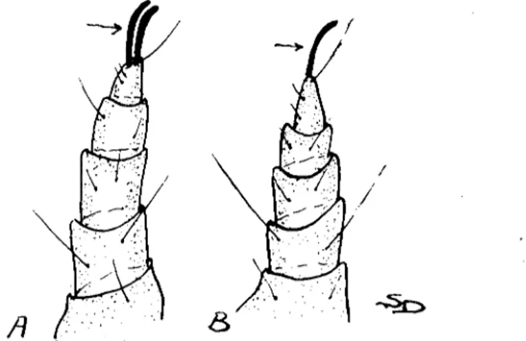 Şekil 5. A) R. ensirera'nın 1. ci çift ayağı (Firsı kg or R. cmitCra): B) 1&#34;1' musculi'nin 1