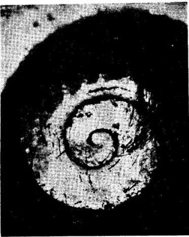 Fig. ı. Uninfected Gyraıılus laevis.