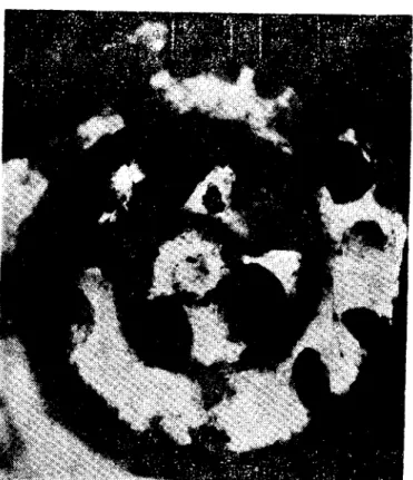 Fig. 1. Infected Gyraıılus laevls.