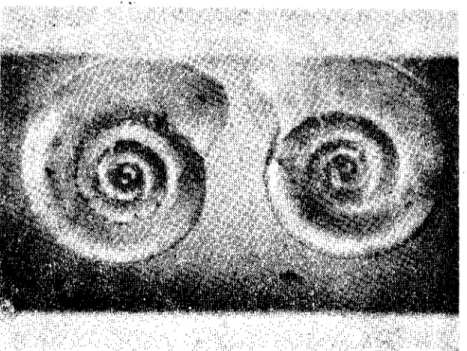 Fig. 3. Shell of Gyraıılııs Iileris.