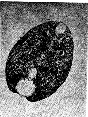 Fig. 6. Body of Paramplıistomum cercaria.