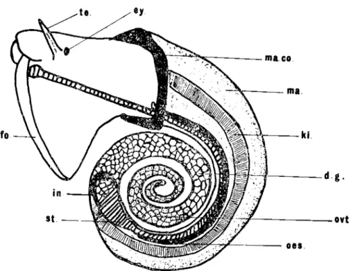 Fig. ı. Left side of Gyraıılus laevis (Alder) removed from the shell (Kabuksuz Gyraulııs tael'is (Alderrin sol yanı)