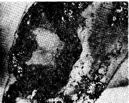 Fig. 3. A digestive gland tubule of unparasitized G.lacvis (x 200). (Parazitsiz G.lacvis'in sii1dirim bezi tüpü)