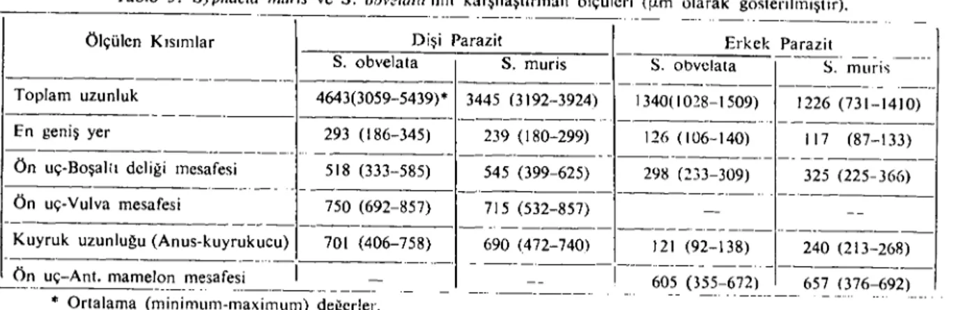 Tablo 3. Syplıacia nılll'is ve S. obl'~l&#34;t(/'nın karşılaştırmalı ölçüleri ([J.m olarak gösterilmiştir).