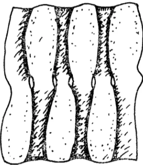Şekil 9: Pengucnde traçhea'yı oluşturan carıilagines trachealcs'in alt ve üsı'den birbirler; ile birlesmesinin şematik görünümü
