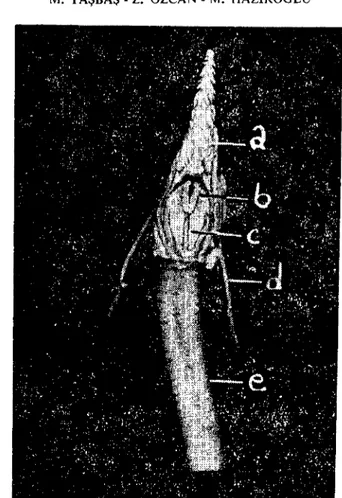 Fig. ı. The tongue and the tracheobronchial tree of Penguin; dorsal view. a) The tongue which is covered by conical papiııae; b) Adiıus Jaryngis and paramedian papiIlae rows; c) Sulcus Jaryngis that continues caudaııy to aditus laryngis; d) 