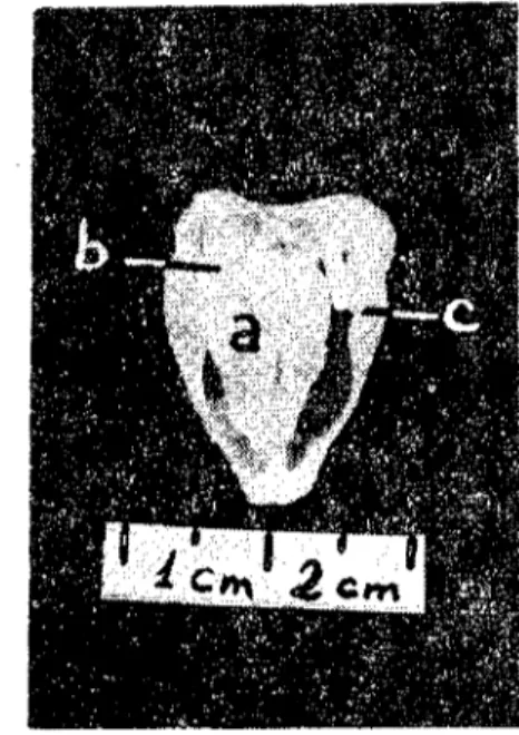 Şekil 2. Penguen'in larynx cranialis kıkırdakları.