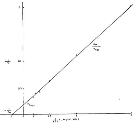 Şekil - 5 Arginazın L-arginine karşı olan Km'inin Lineweaver-Burk yöntemi ile sapıanma.~ı Figure .- 5 The determination Km of arginase by the Linewcaver-Burk method