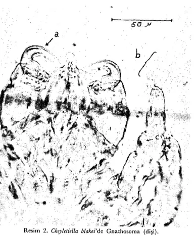 Fig. 2. Gnathosoma of C. blakei (female). a. palpal cIaw, b. empodium, e. sensorial organ.
